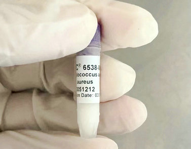 美国ATCC6538金黄色葡萄球菌 0代菌株 可溯源