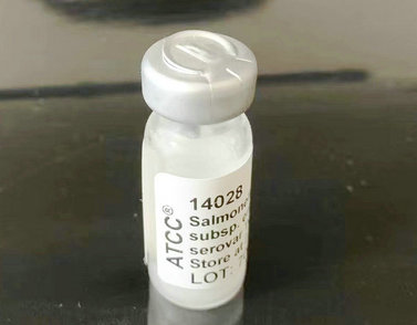 ATCC14028肠道沙门氏菌鼠伤寒