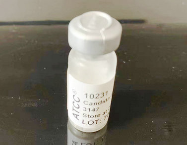 ATCC10231白色念珠菌 质控菌株 0代菌种