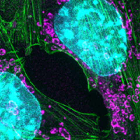 ATCC菌株产品目录（五）